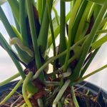 Антуриум Андре SAMORA