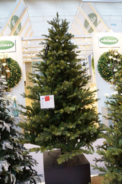 Сосна 260 см Black Box Датская Голландия вид