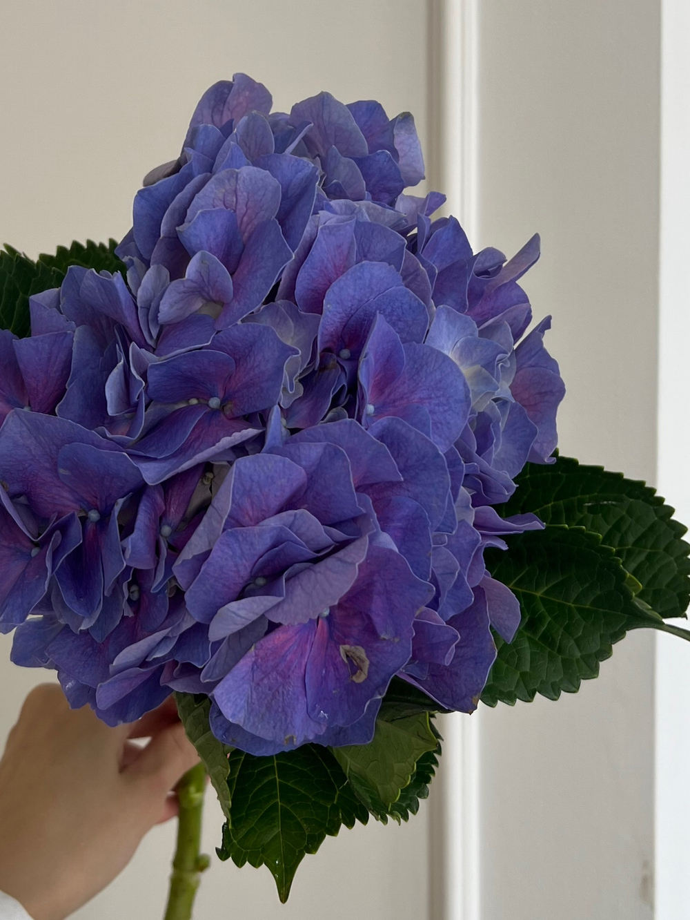 Гортензия в синем оттенке