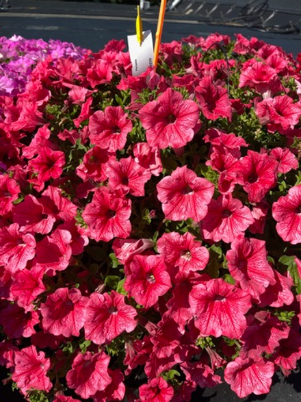 ЕВРО Петуния Surfinia Trailing Hot pink cherry укорененный черенок ОКС декабрь 25