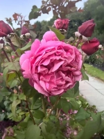 Роза чайно-гибридная Лин Рено