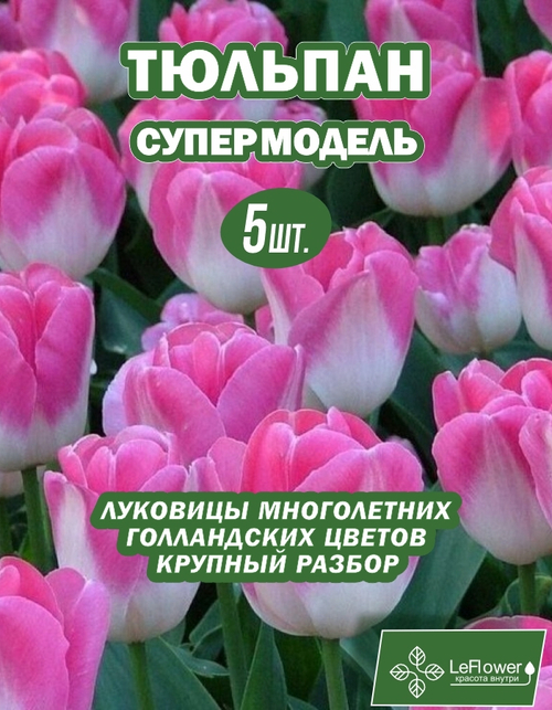 Тюльпан Луковица, Супермодель, 5 шт крупные