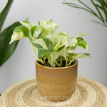 Эпипремнум Хэппи Лиф 12/15