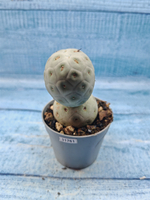 Tephrocactus Geometricus (Тефрокактус)