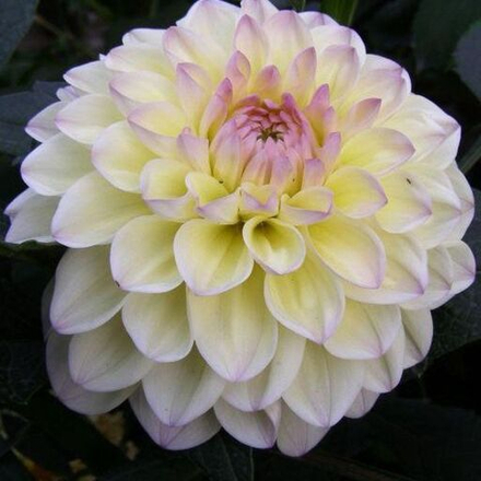 Георгин Лэйк Кери (1 шт) Волжский Сад