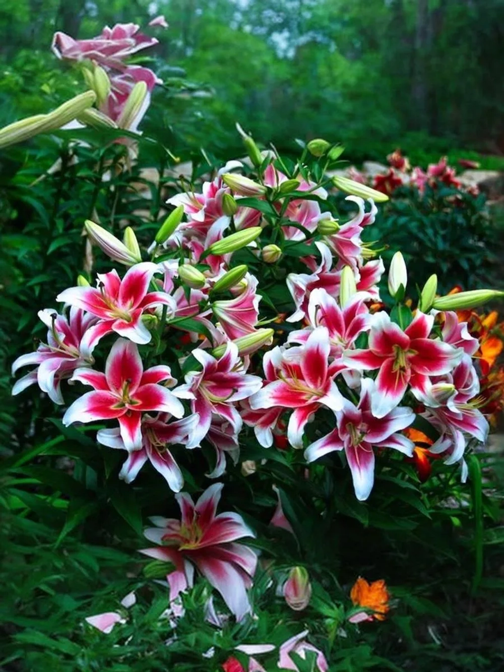 Лилия Кэнди Клаб (ОТ-гибрид)