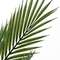 Ховея Пальмовая высота 178 см