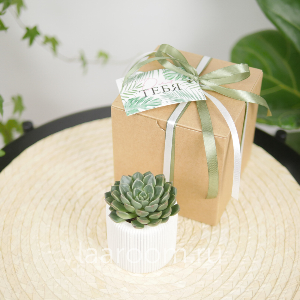 Суккулент в кашпо №2