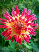 Георгин кактусовидный Таити Санрайз