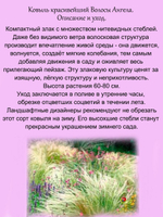 Злак Ковыль Волосы Ангела красивейший  многолетний
