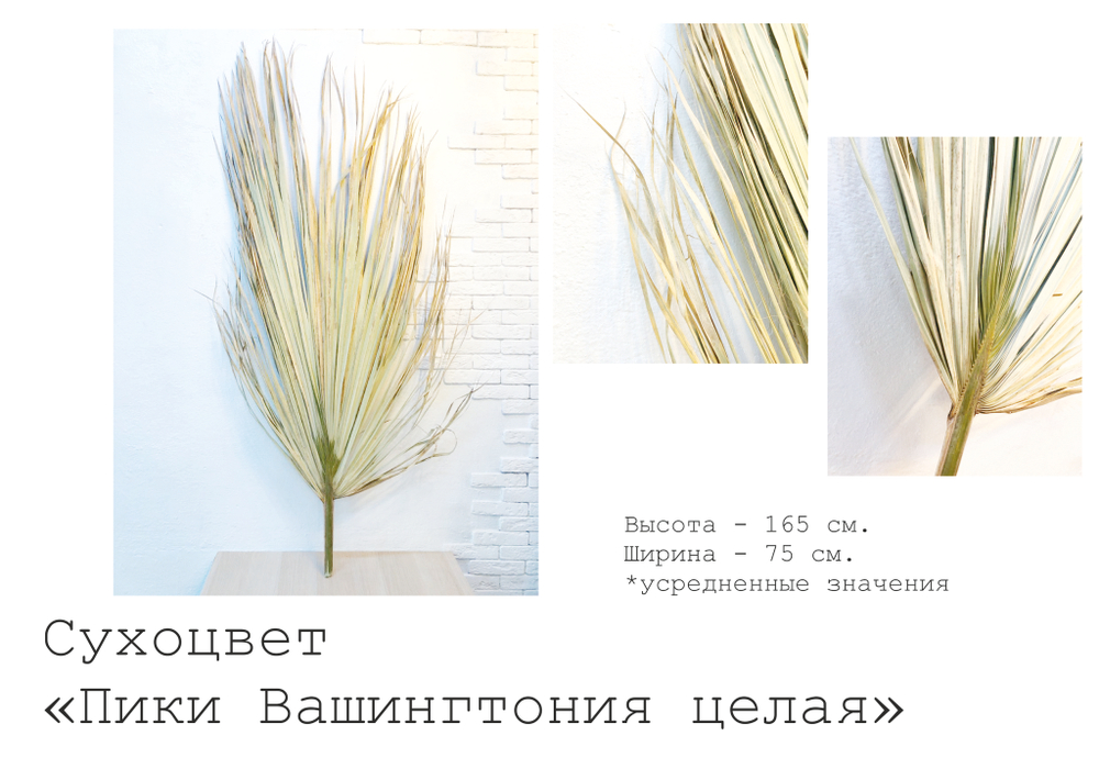 Сухоцвет, Пики Вашингтония целая, 75 см х 165 см, 1 шт.