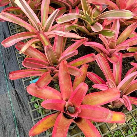 Неорегелия x CRUENTA