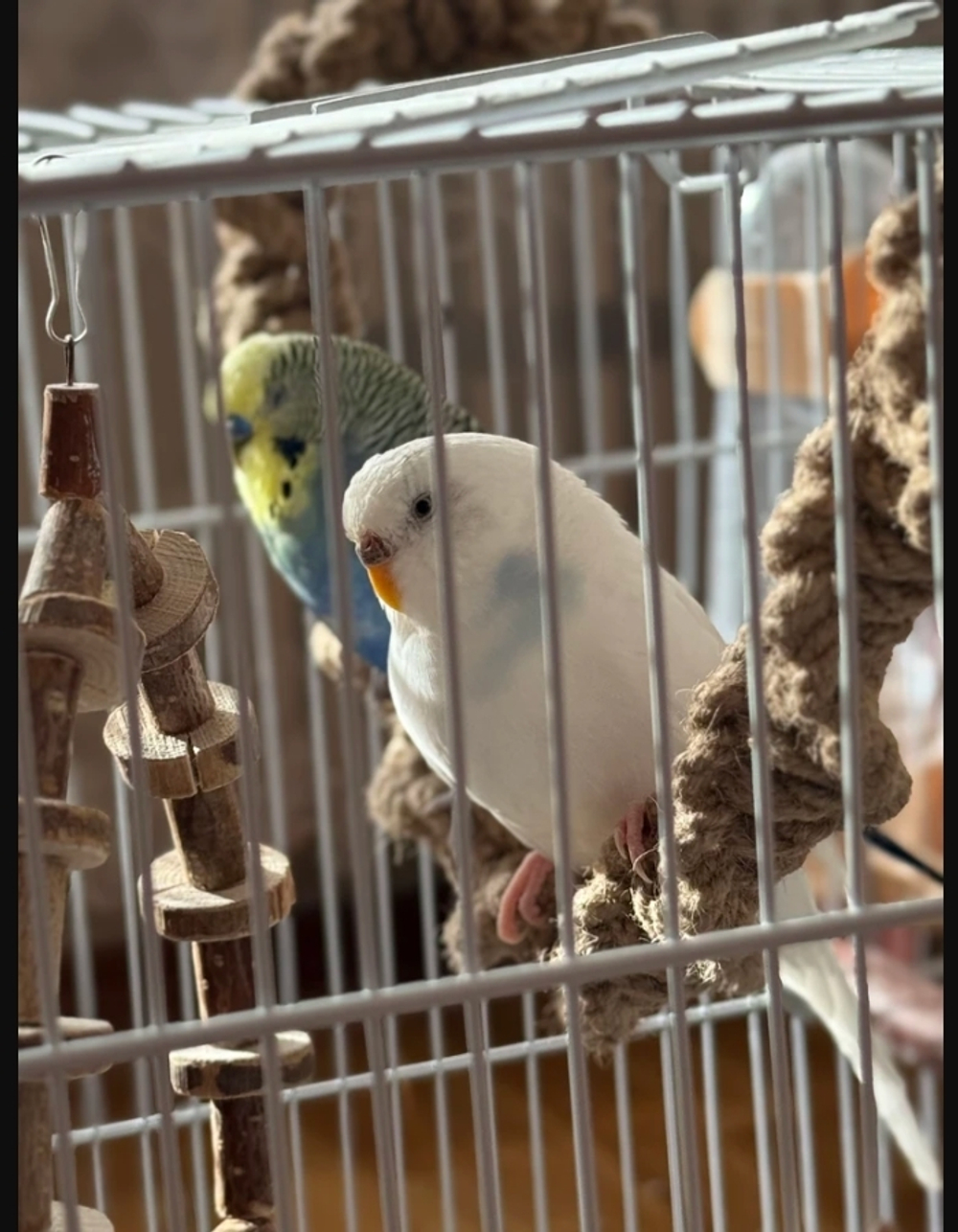 Канат джутовый для птиц 50см