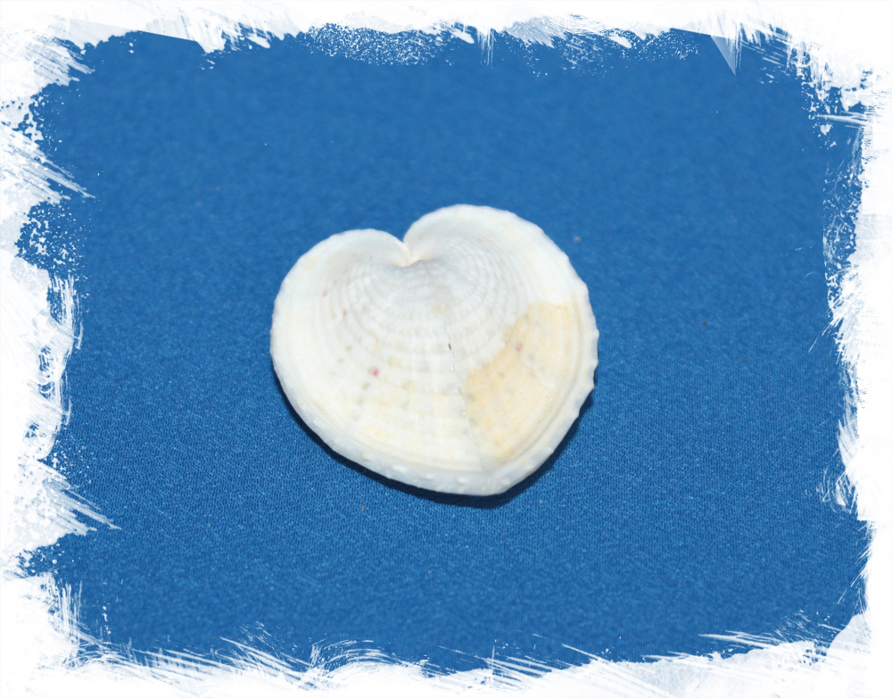 Кордилум Кардисса, 2-4см, 1шт