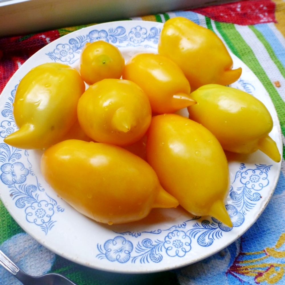 Помидоры Akmore Treasure – Сокровище