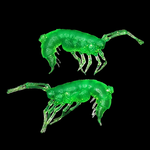 Рыболовные, силиконовые приманки. Рачки мормыш RuBaits Shrimp креветка. Набор для рыбалки на щуку, судака, окуня, форель. Зимняя рыбалка, микроджиг.