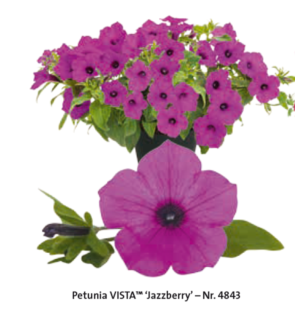 ЕВРО Петуния Vista Jazberry укорененный черенок ФЕВРАЛЬ 26