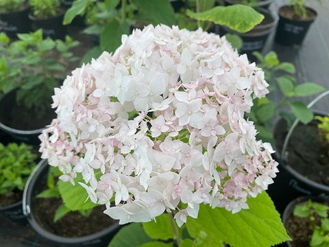 Гортензия древовидная Кандибел Маршмеллоу (Hydrangea arborescens 
