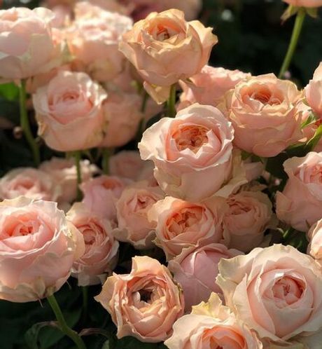 Викториан Дрим (Victorian Dream)