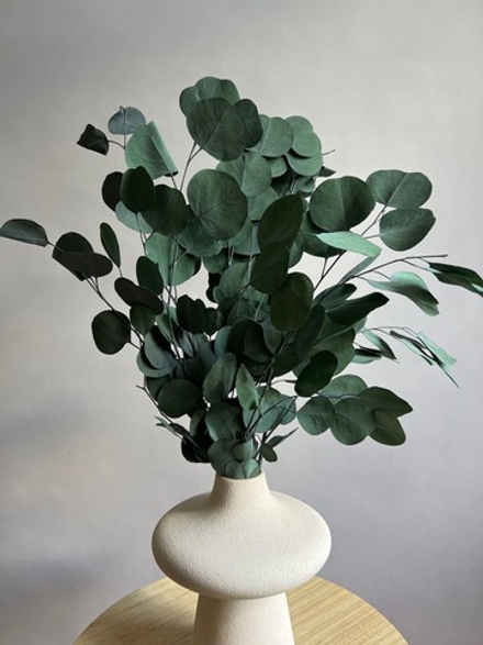 Эвкалипт Популус стабилизированный зеленый