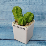 Echinocereus Viereckii Moricalli (Эхиноцереус)