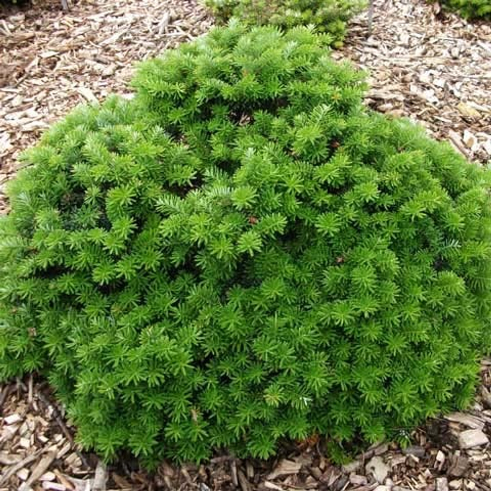 Пихта корейская Цис С2 20-30