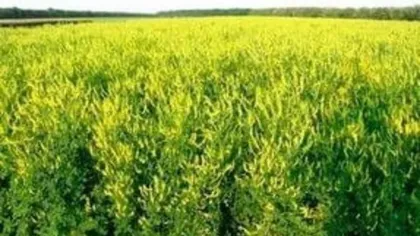 Донник лекарственный