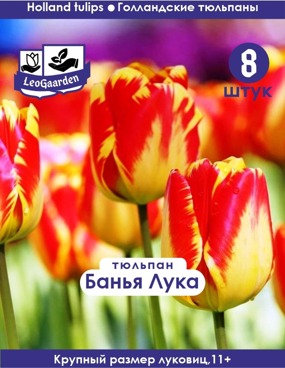 Тюльпан Луковица, Банья Лука, 8шт, разбор 11+