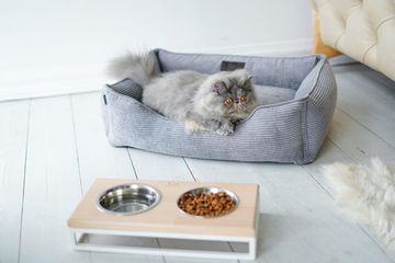 Нужна ли кошке  лежанка?