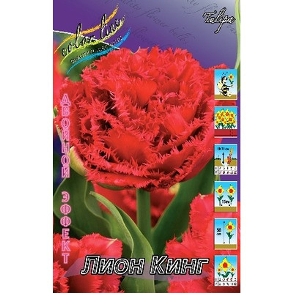 Тюльпан Лион Кинг