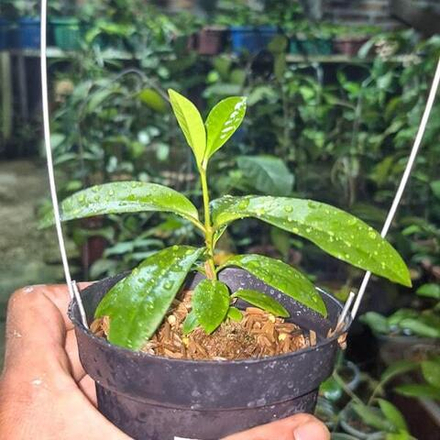 Хойя CALLISTOPHYLLA X DENSIFOLIA