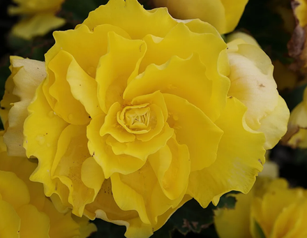 Бегония клубневая Нон Стоп Еллоу март-апрель 26