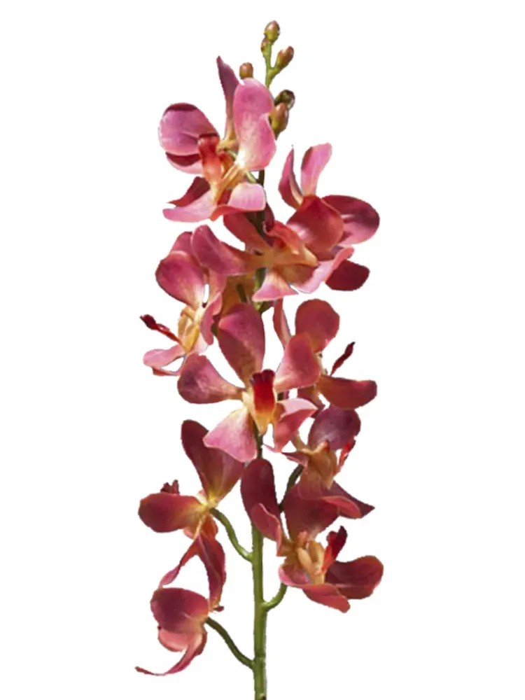Орхидея Дендробиум кораллово-розовая, в-58 см