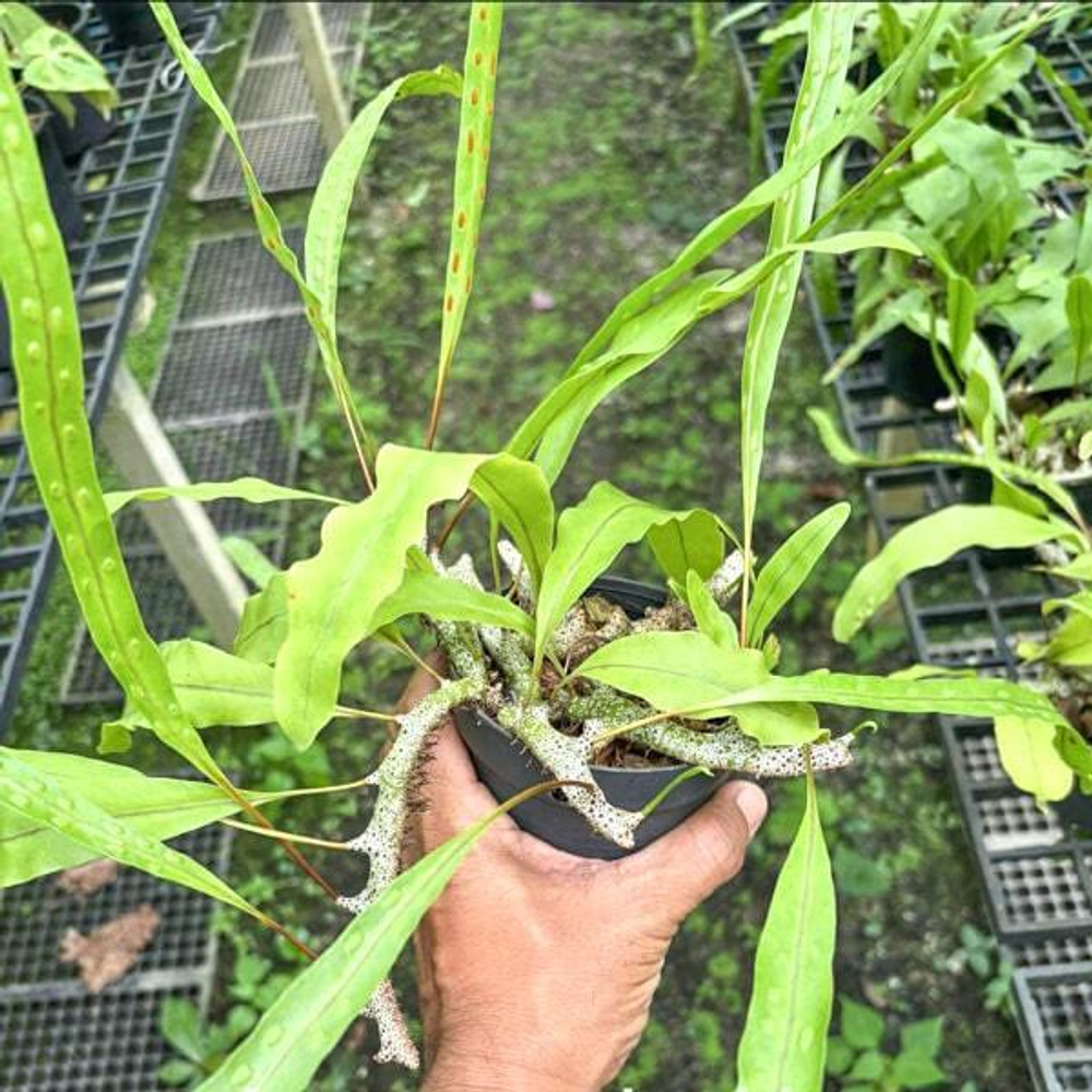 Леканоптерис L.SINUOSA