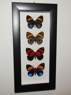 Нимфалиды рода Калликоре в рамке