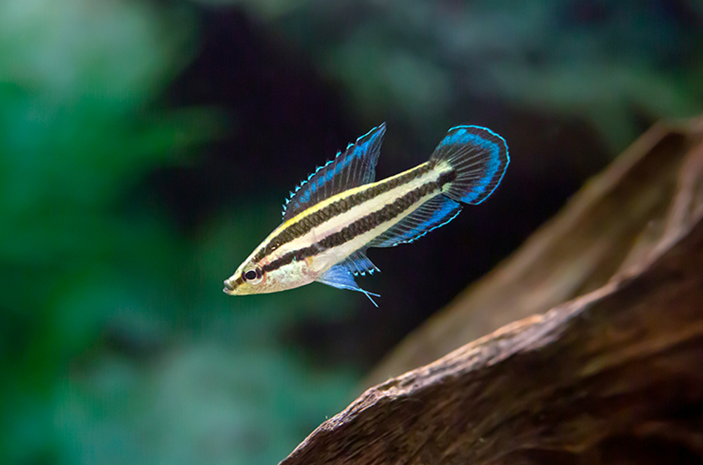 Гурами лакричный