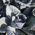 Родима F1 семена капусты краснокочанной (Rijk Zwaan / Райк Цваан)