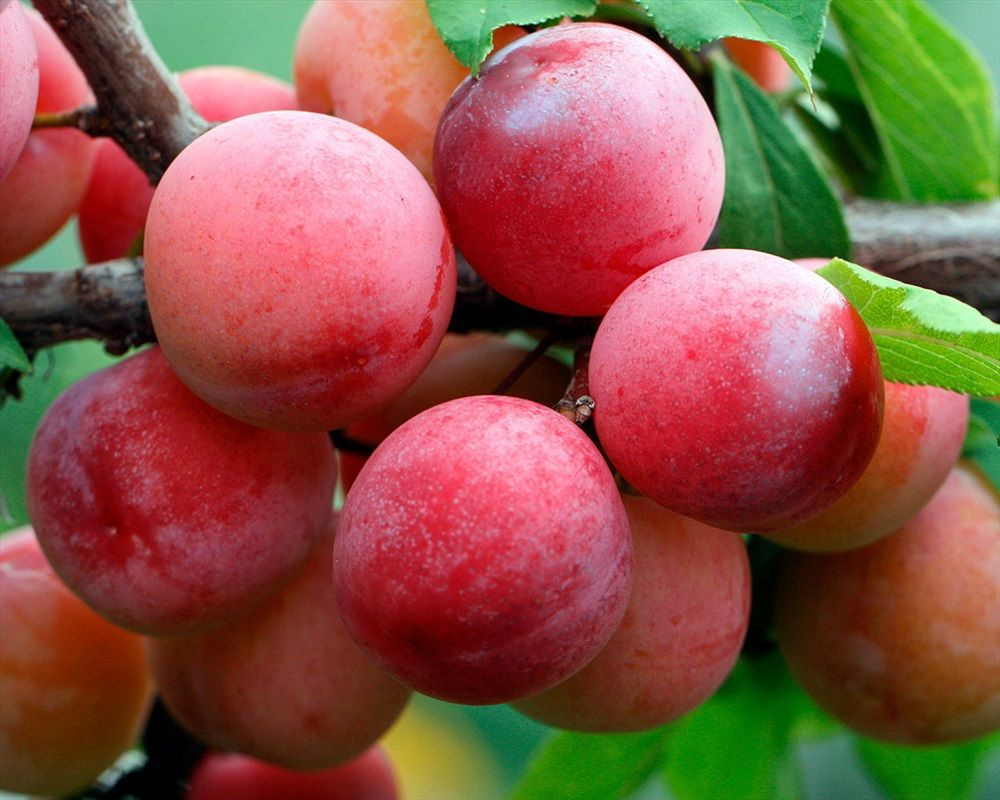 Саженец сливы «Ксения» (Крупная, Сладкая, Универсальная)