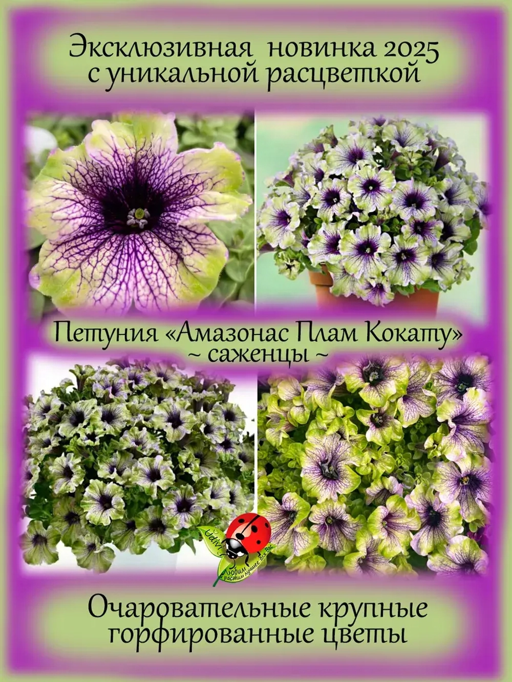 Петуния Амазонас Плам Кокату вегетативная