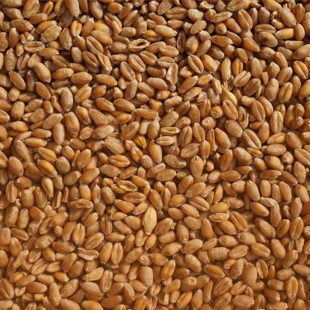 Пшеница фуражная, 5 кг