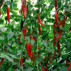 ПЬЕТРО F1 семена перца острого (Rijk Zwaan | Alexagro)