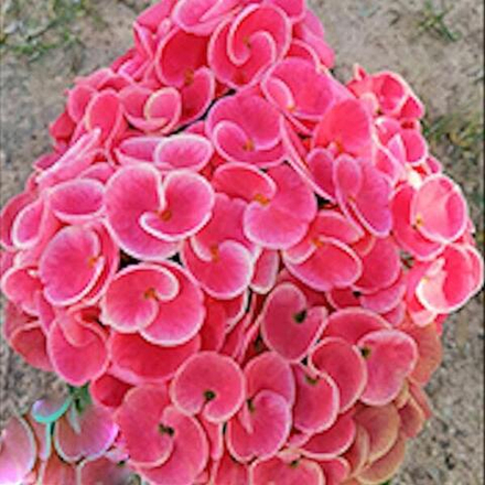 Эуфорбия Миля SAKID JAI