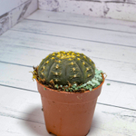 Gymnocalycium Ragonesii (Гимнокалициум)