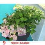 French Bolero/ Френч Болеро ( Стандарт поставки Р9)2025г.