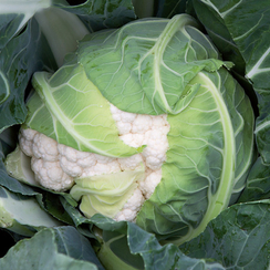 Форталеза F1 семена капусты цветной (Seminis / Семинис)