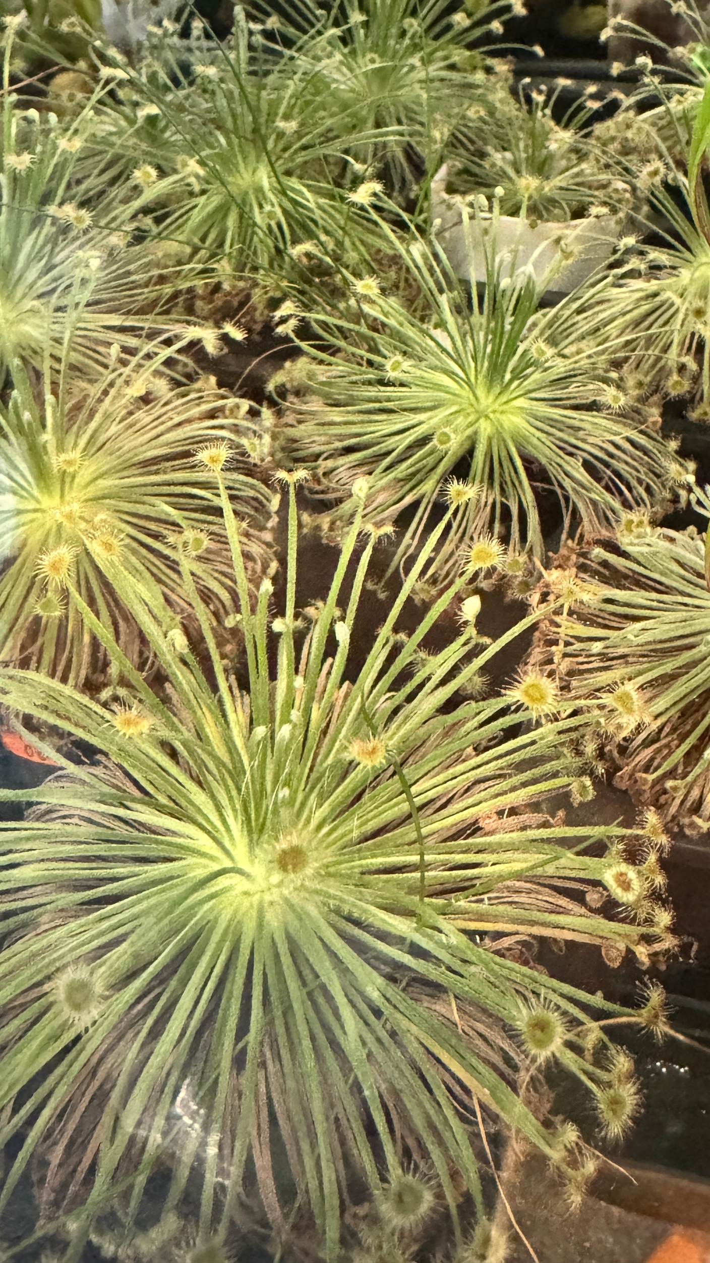 Растения-хищники на выставке FLOII в Джакарте, Индонезия. Октябрь 2025