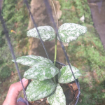 Хойя WAYMANIA CLOUDY SKY