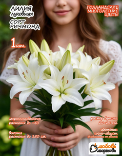 Лилия Луковица, Ричмонд, ЛА-гибрид, разбор 22/24, 1 шт