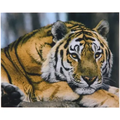 Алмазная мозаика на подрамнике с полным заполнением «МИР ЯРКИХ КРАСОК», тигр, 30*40см