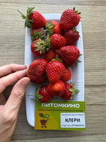 Земляника Крупноплодная Клери
